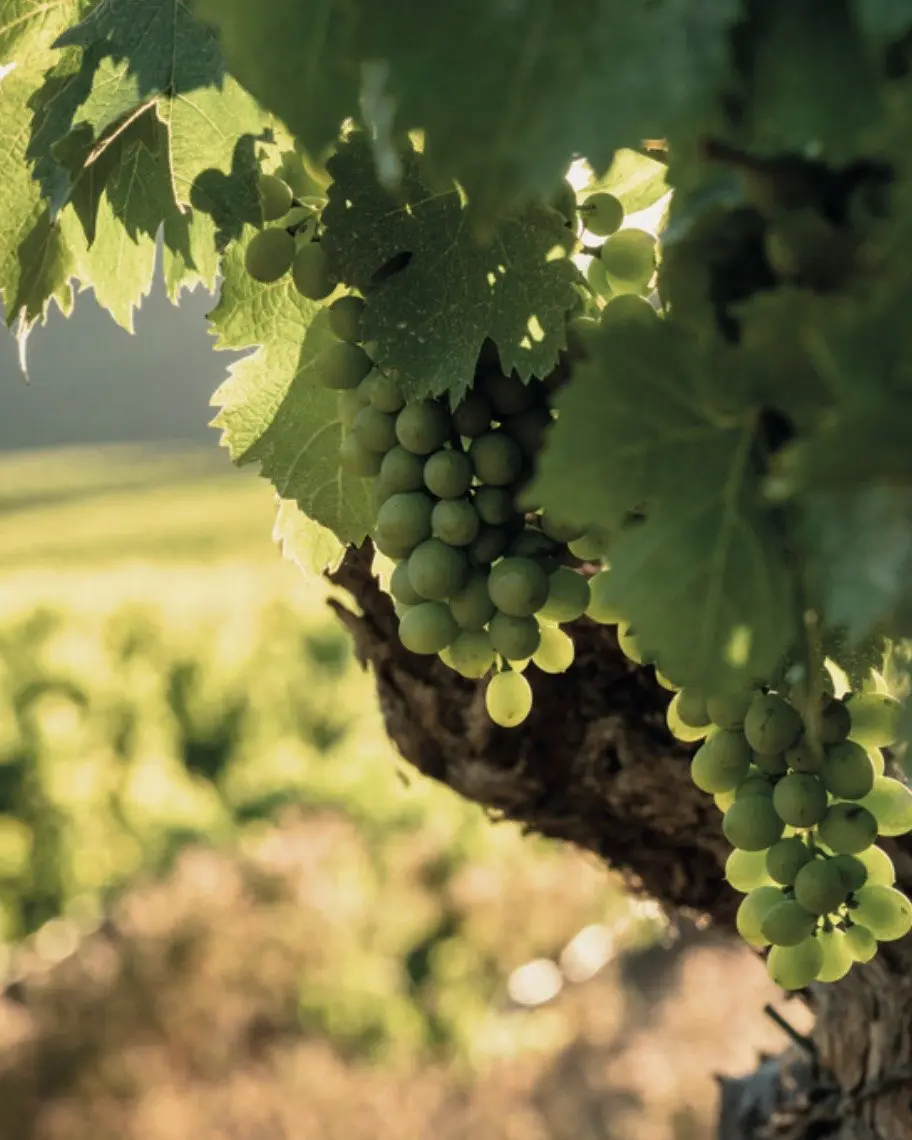 Grappes de raisin vert sur un vieux cep, le vignoble en contre-jour